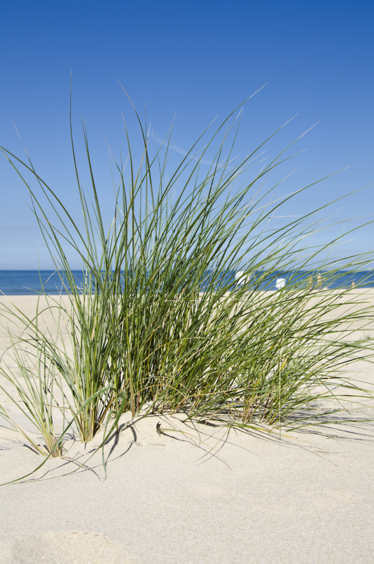 Helmgras in de duinen bij Overveen