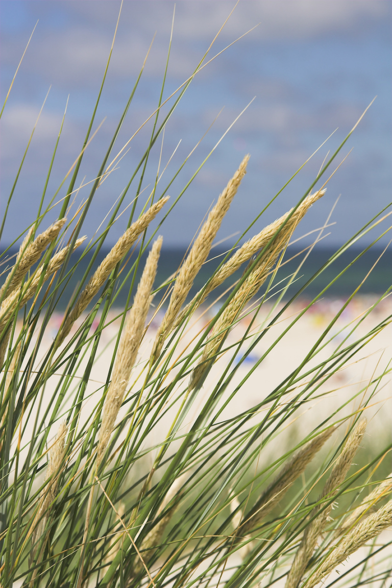Helmgras in de wind aan zee